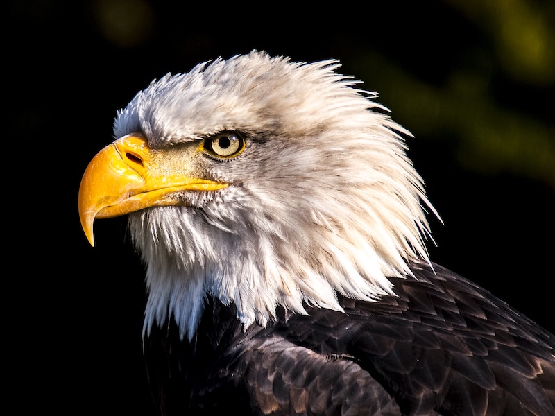 eagle portrait