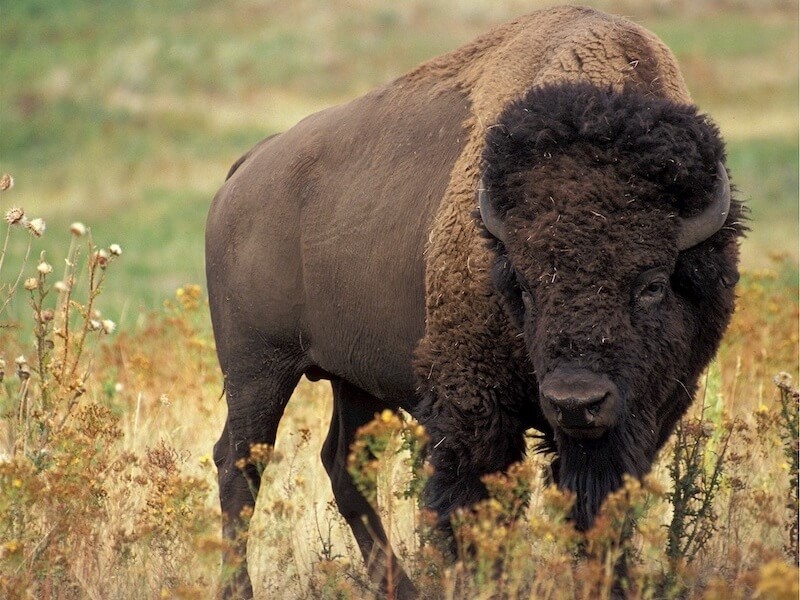 bison in snow