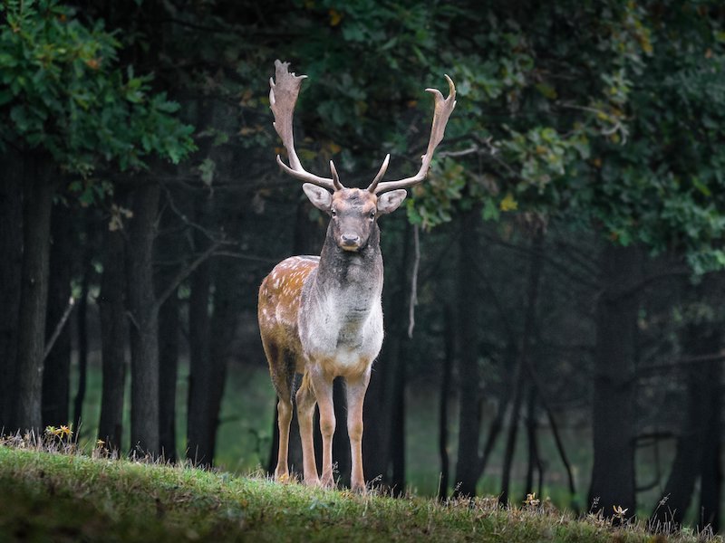 deer on hill