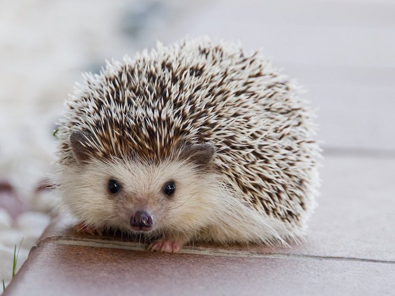 hedgehog in snow