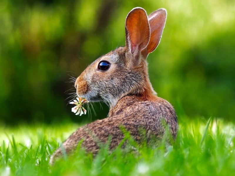 rabbit in grass