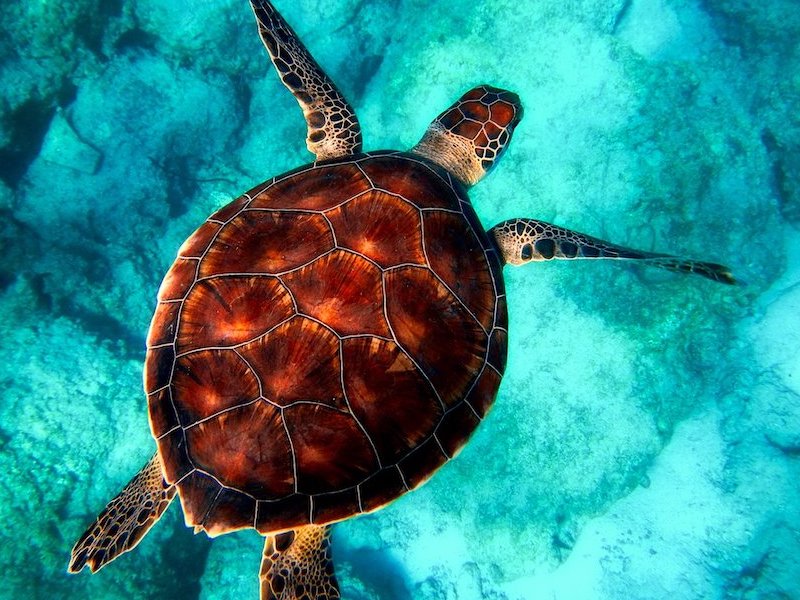 sea turtle swimming