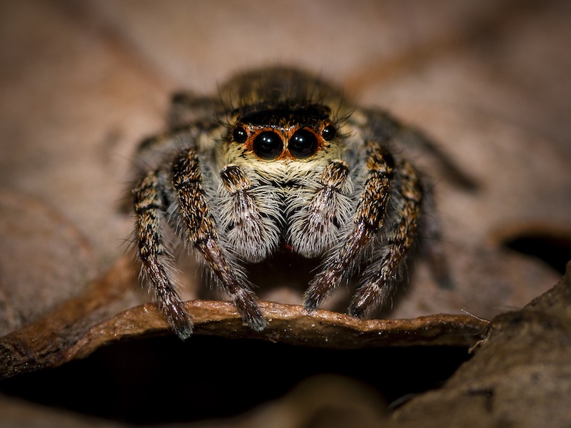 spider looking at camera