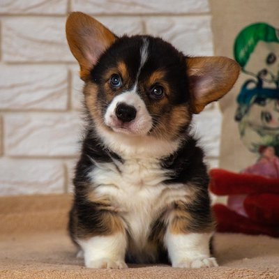 Corgi Puppy